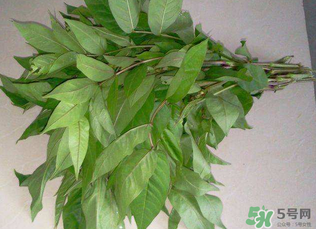 白花菜有什么功效？白花菜的功效是什么？