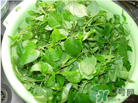 白花菜有什么功效？白花菜的功效是什么？