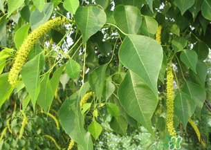 構樹穗的營養(yǎng)價值 構樹穗有什么營養(yǎng)價值？