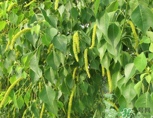 構樹穗的營養(yǎng)價值 構樹穗有什么營養(yǎng)價值？