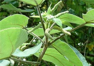 構(gòu)樹穗的營(yíng)養(yǎng)價(jià)值 構(gòu)樹穗有什么營(yíng)養(yǎng)價(jià)值？