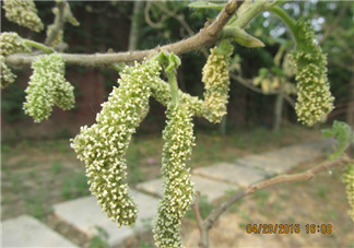 構樹穗有什么作用？構樹穗的作用