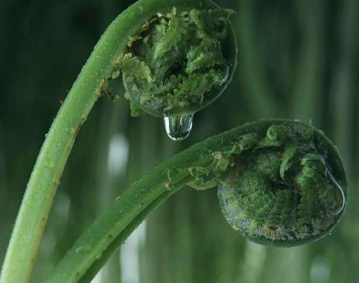蕨菜到底能不能吃？山上的蕨菜能不能吃