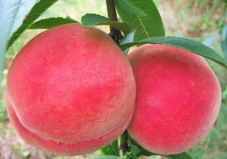 五月份有桃子嗎？5月份有桃子嗎？