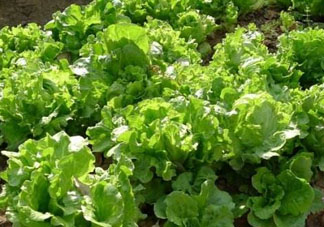 谷雨種什么菜？谷雨前后種什么蔬菜？