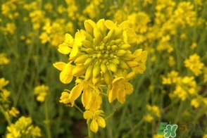 四月份去哪里旅游比較好？四月份最適合旅游的地方