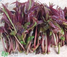 香椿芽怎么吃？新鮮香椿芽怎么吃