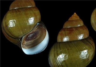 田螺可以凈化水質(zhì)嗎？田螺能凈化水質(zhì)嗎？