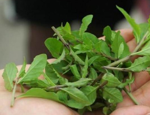 枸杞頭是什么樣子？枸杞頭是什么菜