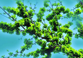 榆錢(qián)能冷凍保存嗎?榆錢(qián)可以冷藏保存嗎?