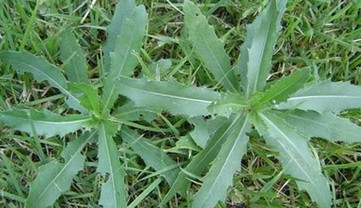 刺兒菜能吃嗎？刺兒菜可以吃嗎