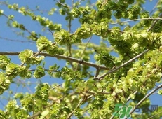 吃榆錢有什么好處?吃榆錢有什么禁忌? 吃榆錢有什么好處?吃榆錢有什么禁忌?