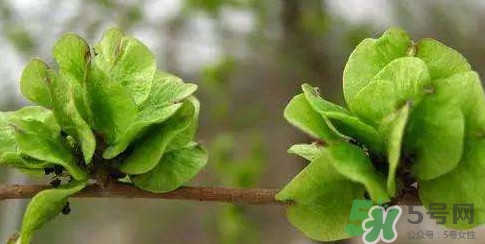 榆錢是榆樹的什么？榆錢是花還是果實