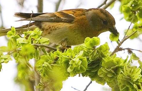 榆錢(qián)是酸性還是堿性？榆錢(qián)是什么味道