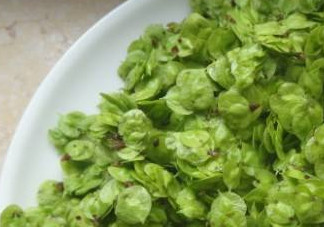 榆錢有什么特點？榆錢有什么作用