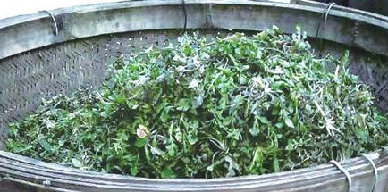 榆錢怎么存放？榆錢的保存方法