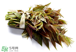 香椿可以助孕嗎？香椿有助孕的功效嗎？