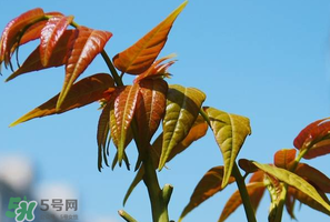 香椿可以助孕嗎？香椿有助孕的功效嗎？