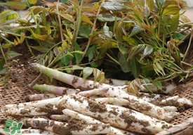 香椿和筍子能一起吃嗎？香椿可以和筍一起吃嗎？