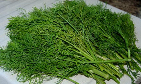 茴香苗怎么吃？茴香苗的吃法