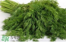 茴香苗有什么好處？茴香苗的功效與作用