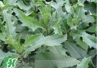 刺兒菜吃了有什么用？刺兒菜有什么功效