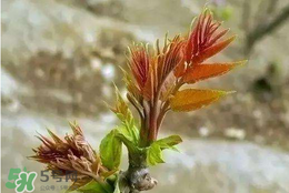 香椿子泡水喝怎么樣？香椿泡水喝的功效