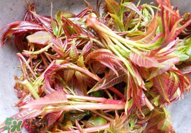 香椿子泡水喝怎么樣？香椿泡水喝的功效