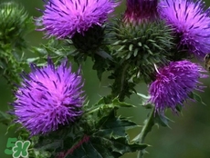 刺兒菜怎么保存?刺兒菜的保存方法 刺兒菜怎么保存?刺兒菜的保存方法