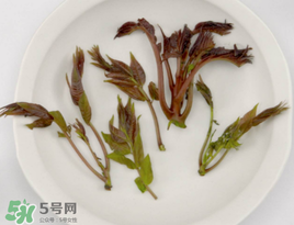 香椿能泡茶嗎？香椿茶的功效與作用
