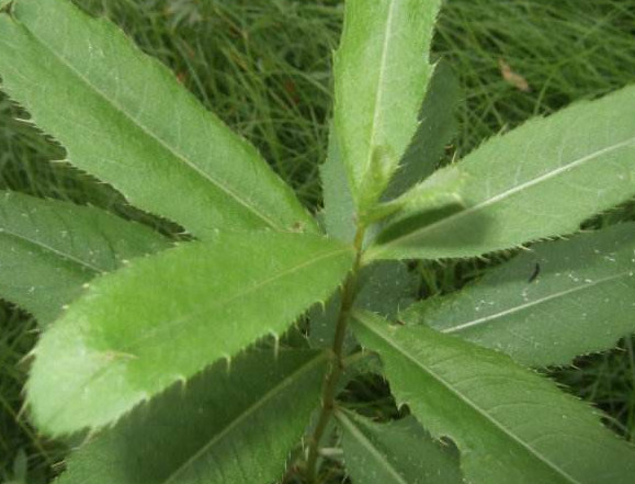 刺兒菜怎么吃不扎嘴？刺兒菜的做法