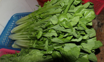 吃枸杞葉有什么好處？枸杞葉的功效與作用