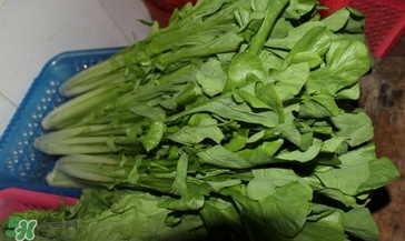 枸杞葉能生吃嗎？枸杞葉可以生吃嗎