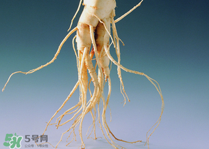 孕婦能吃人參嗎？孕婦可以吃人參嗎？