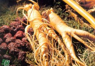 孕婦能吃人參嗎？孕婦可以吃人參嗎？