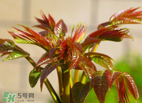 香椿會致癌嗎？香椿吃多了會致癌嗎？ 