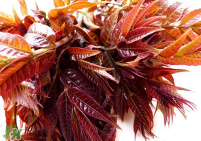 香椿會致癌嗎？香椿吃多了會致癌嗎？ 