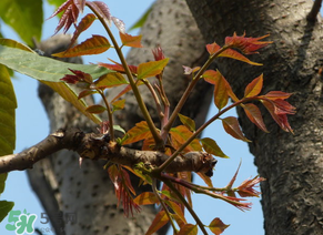 香椿會致癌嗎？香椿吃多了會致癌嗎？ 