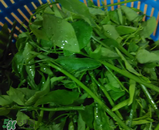 樹仔菜有毒嗎？樹仔菜有沒有毒？