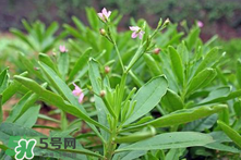 人參菜的功效與作用 人參菜的營(yíng)養(yǎng)價(jià)值 人參菜的功效與作用 人參菜的營(yíng)養(yǎng)價(jià)值