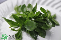 人參菜的功效與作用 人參菜的營(yíng)養(yǎng)價(jià)值 人參菜的功效與作用 人參菜的營(yíng)養(yǎng)價(jià)值