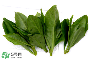 人參菜的功效與作用 人參菜的營(yíng)養(yǎng)價(jià)值 人參菜的功效與作用 人參菜的營(yíng)養(yǎng)價(jià)值