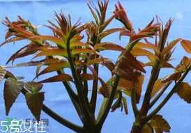 ?香椿癌癥病人能吃嗎？癌癥患者可以吃香椿嗎？