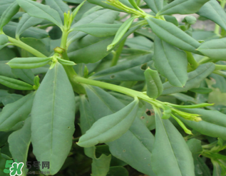 人參菜怎么吃？人參菜怎么吃好？