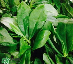 人參菜怎么吃？人參菜怎么吃好？