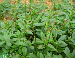 人參菜怎么吃？人參菜怎么吃好？