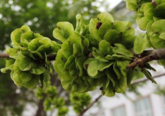 榆錢(qián)是酸性還是堿性？榆錢(qián)是什么味道