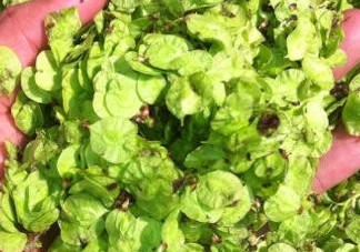 榆錢(qián)有什么特點(diǎn)？榆錢(qián)有什么作用