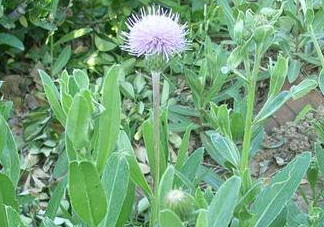 刺兒菜能吃嗎？刺兒菜可以吃嗎