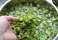 榆錢是榆樹的什么？榆錢是花還是果實